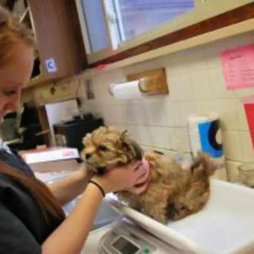 Animal Care Center of Polaris staff weighing puppy